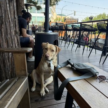 Headlands Brewing - Shaded seating area under trees. - Beer Gardens Near Me - Walnut Creek, California Headlands Brewing - Shaded seating area under trees. - Beer Gardens Near Me - Walnut Creek, California