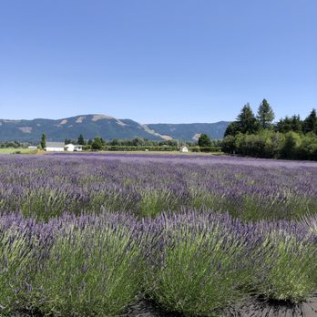 Van Gogh Lavender - Farms Near Me - Mount Hood, Oregon