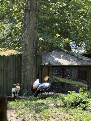 St. Augustine Alligator Farm Zoological Park by null