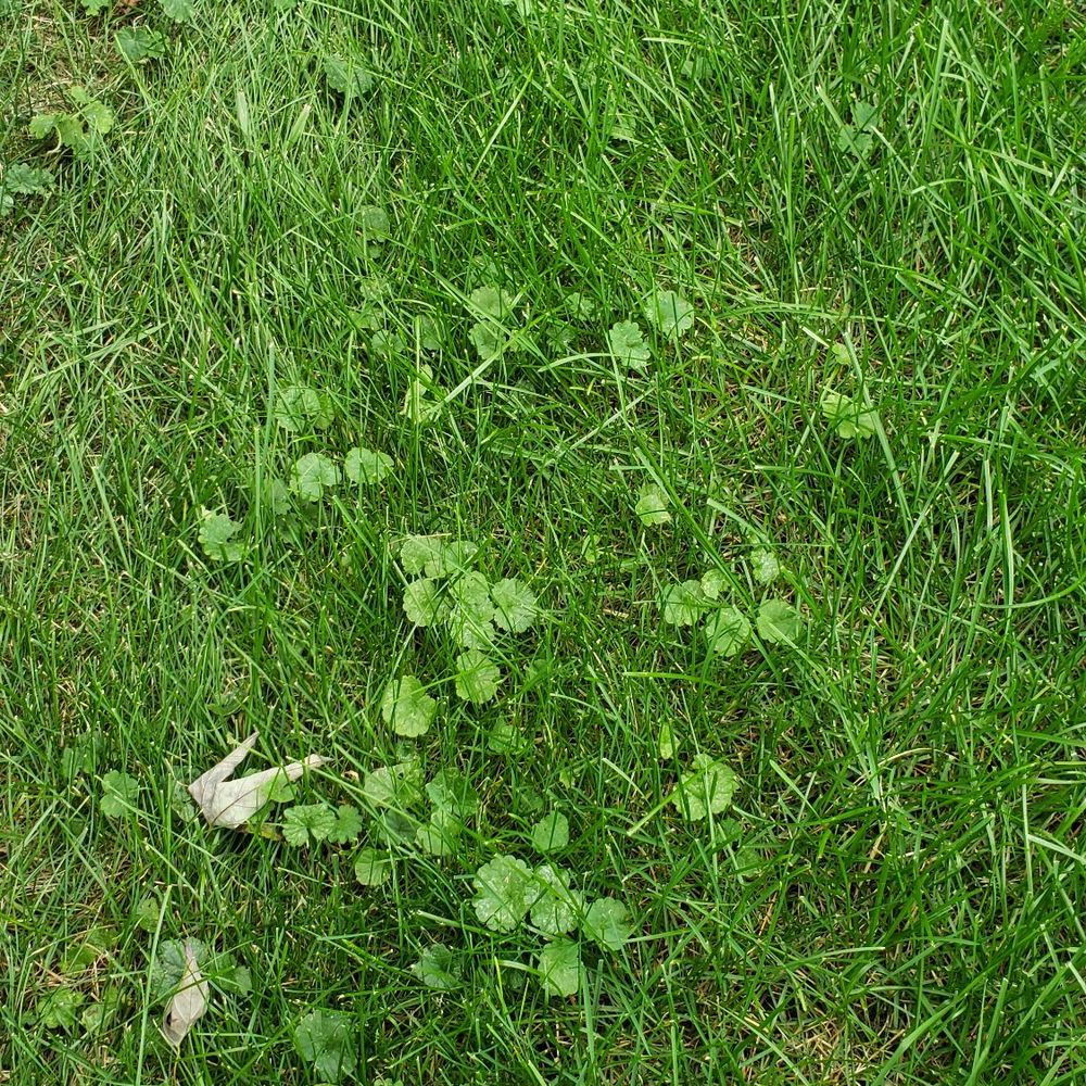 Green Services - More weeds - Pest Control Near Me - Joliet, Illinois