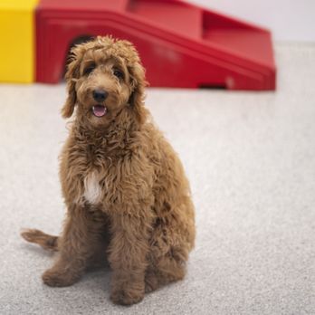 The Dog Stop - East End, Pittsburgh - Dog in daycare. - Pet Groomers Near Me - Pittsburgh, Pennsylvania The Dog Stop - East End, Pittsburgh - Dog in daycare. - Pet Groomers Near Me - Pittsburgh, Pennsylvania