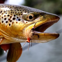 Big Sky Fly Fishers