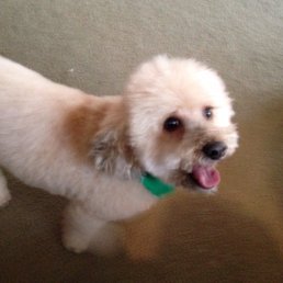 My boy Scooby after his new do! Looking handsome!