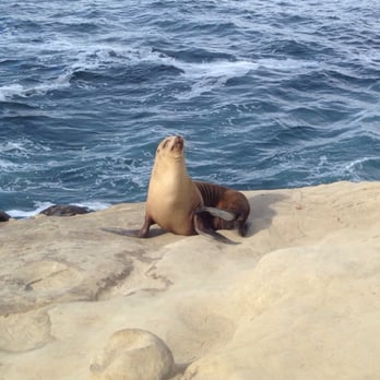 La Jolla Cove - Sea lion - Parks Near Me - La Jolla, California La Jolla Cove - Sea lion - Parks Near Me - La Jolla, California