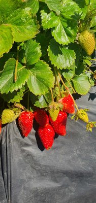 Swanton Berry Farm by null