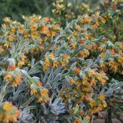 Tropengewächshäuser des Botanischen Gartens - Echeveria pulvinata blüht im Kateenhaus