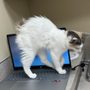 The Cat's Meow Cat Clinic