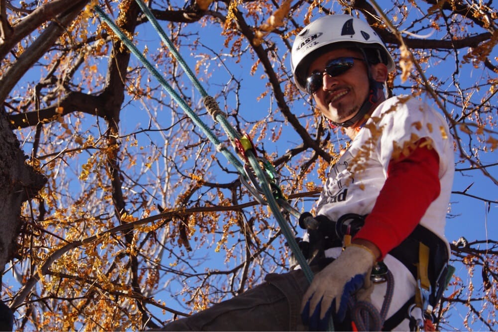 Willstrees - tree service in Denver, CO