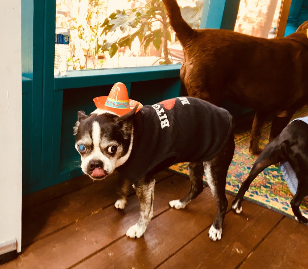 Coastal K9 Bakery Image
