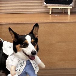 Inheart Animal Hospital - Dog