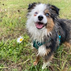 Frolic Dog Training - Howdy enjoying his off-leash adventure!