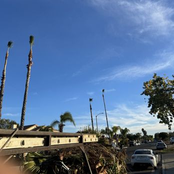 Mena’s Full Landscaping - Trimmed 4 80 foot palm trees - Landscaping Near Me Mena’s Full Landscaping - Trimmed 4 80 foot palm trees - Landscaping Near Me