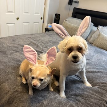 Veterinary Emergency Group - Crosby and our recently departed Lily. - Emergency Pet Hospital Near Me - Las Vegas, Nevada Veterinary Emergency Group - Crosby and our recently departed Lily. - Emergency Pet Hospital Near Me - Las Vegas, Nevada