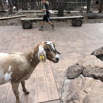 Bearizona - Zoos Near Me - Williams, Arizona