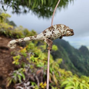 Mt Ka'ala Trail - Hiking Near Me - Waianae, Hawaii Mt Ka'ala Trail - Hiking Near Me - Waianae, Hawaii