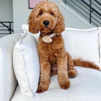 Pretty Paws Dog Grooming - Pet Groomers Near Me - Gilbert, Arizona Pretty Paws Dog Grooming - Pet Groomers Near Me - Gilbert, Arizona