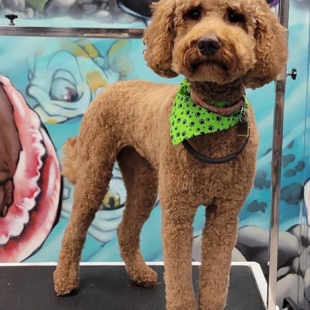 The Byrd Bath - Pet Groomers Near Me - Omaha, Nebraska