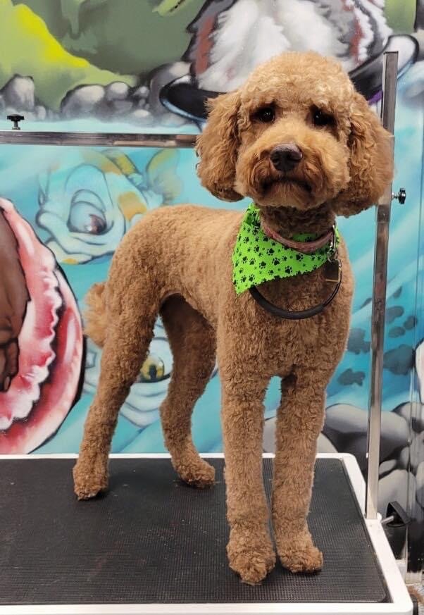 THE BYRD BATH 6124 Military Ave, Omaha, Nebraska Pet Groomers