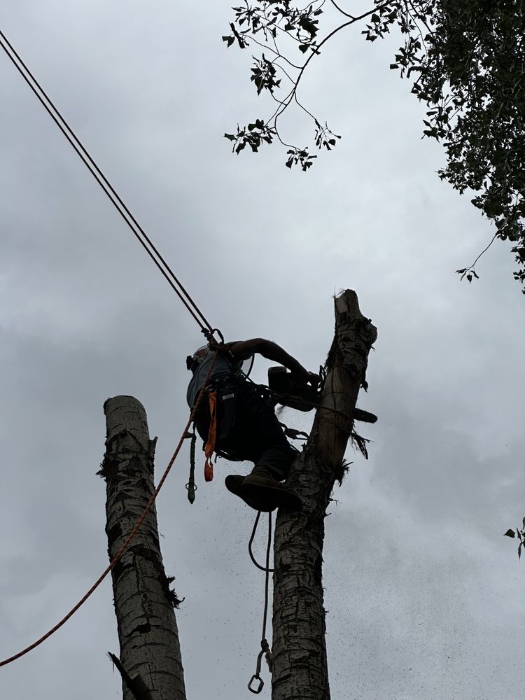 Desert Willow Tree Care Services - tree service in Mapleton, UT