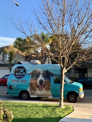 foxy roxy mobile dog grooming