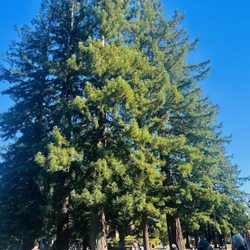 Ives Park