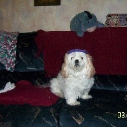 Sue's Pet Friends