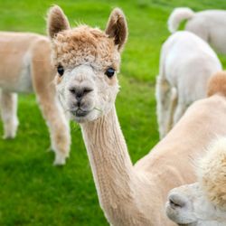 Sabamba Alpaca Ranch & Retail