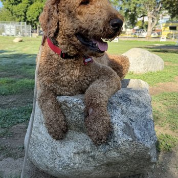 Elevated Canine Academy - practicing "place" on his walk - Pet Training Near Me