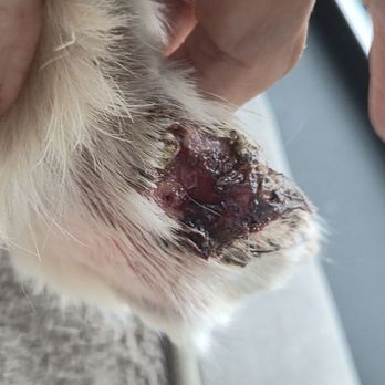 Cobleskill Veterinary Clinic - Wound that needed attention - Veterinarians Near Me - Cobleskill, New York