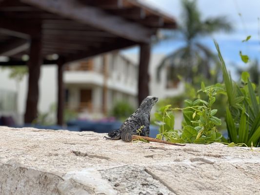 Secrets Akumal Riviera Maya by null