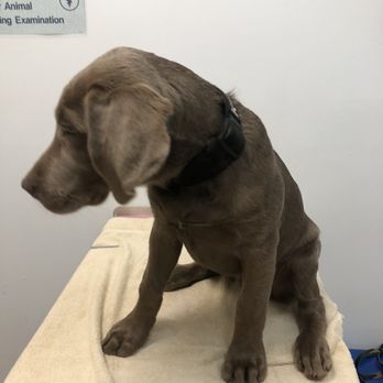Eastgate Pet Clinic - Veterinarians Near Me - Boise, Idaho