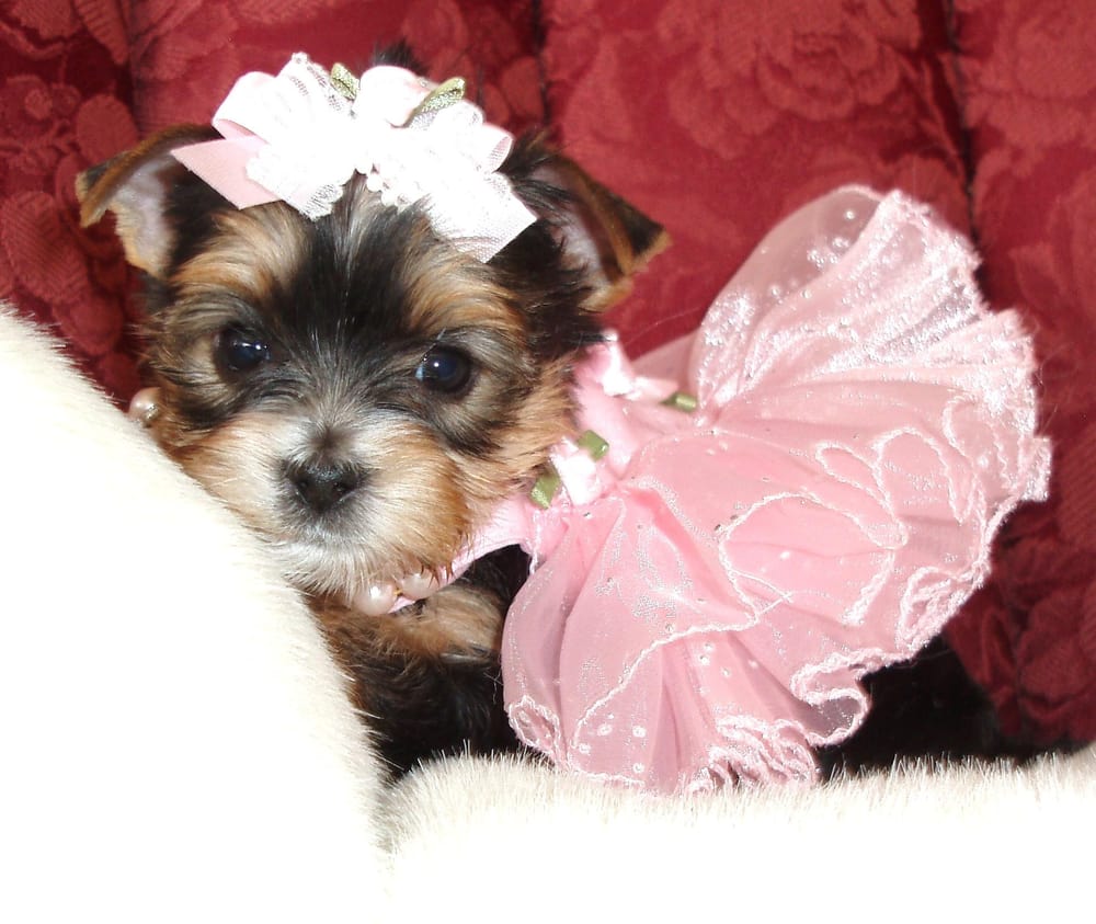 NATALIE’S LITTLE YORKIES Updated October 2024 1111 3rd St NE