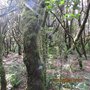 Parque Nacional de Garajonay