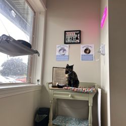 Marcie's Angels Cat Cafe