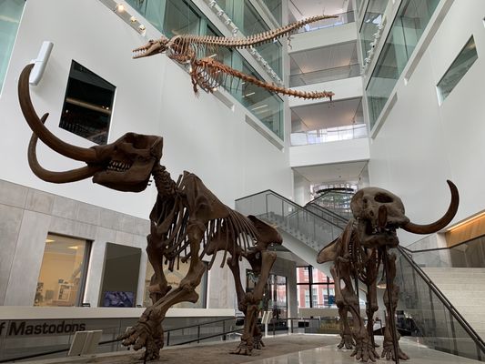 University of Michigan Museum of Natural History by null