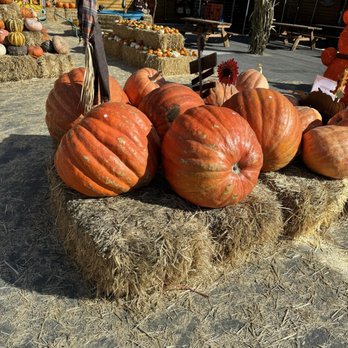 Perry’s Market - Pumpkin patch - Fruits & Veggies Near Me - Manteca, California Perry’s Market - Pumpkin patch - Fruits & Veggies Near Me - Manteca, California
