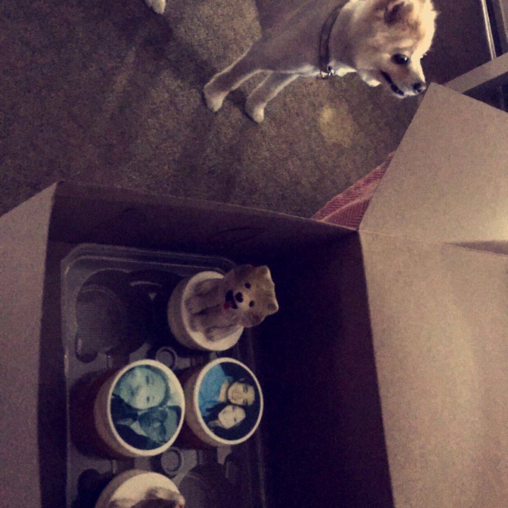 Dog cupcake! Vanilla and Red Velvet! Dog cupcake! Vanilla and Red Velvet!