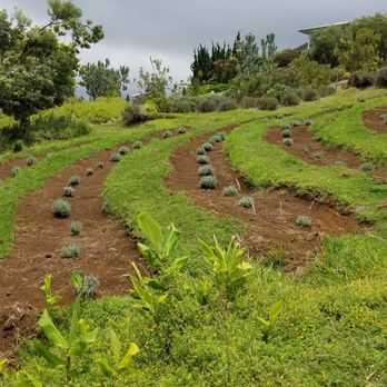 Ali'i Kula Lavender - Tours Near Me - Kula, Hawaii Ali'i Kula Lavender - Tours Near Me - Kula, Hawaii
