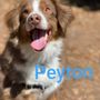 Photo of Pawsitive Practice Training & Behavior Consulting