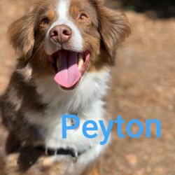 Pawsitive Practice Training & Behavior Consulting - Shy Peyton really came into his own with training.