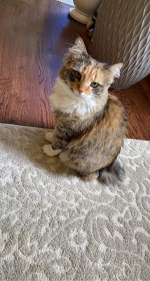 Purr Life Luxury Cat Resort & Grooming