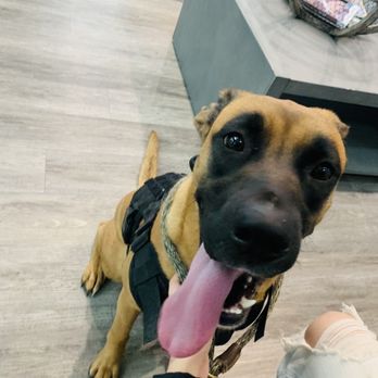 Barks + Bliss Veterinary Wellness - Belgian mixed - Veterinarians Near Me - Temple, Texas