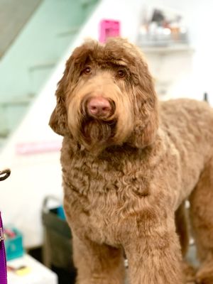 dog wash n go near me