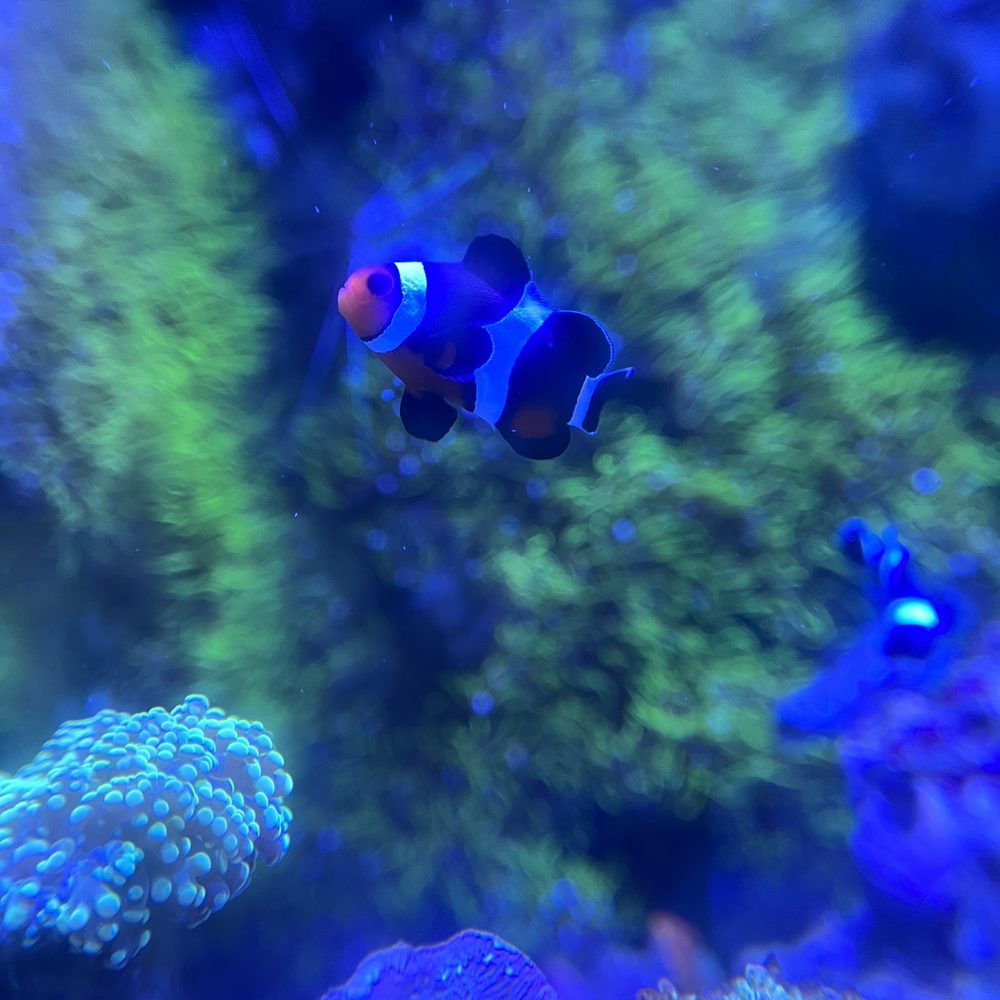 Neptune Aquatics - Aquarium Services Near Me - San Jose, California Neptune Aquatics - Aquarium Services Near Me - San Jose, California
