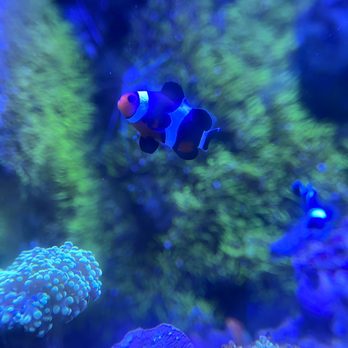Neptune Aquatics - Aquarium Services Near Me - San Jose, California Neptune Aquatics - Aquarium Services Near Me - San Jose, California