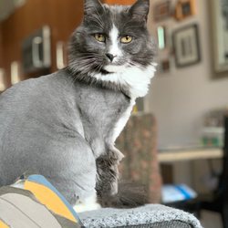 Bff Petwash - Happy boy with his lion cut