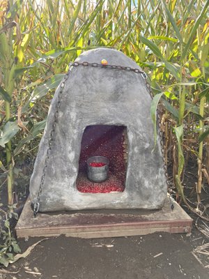 Great Vermont Corn Maze by null
