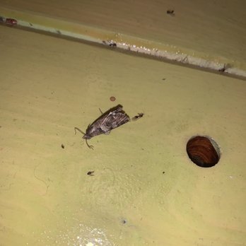 Pelican Spa - Dead bugs All throughout the house - Hotels Near Me - Truth or Consequences, New Mexico Pelican Spa - Dead bugs All throughout the house - Hotels Near Me - Truth or Consequences, New Mexico