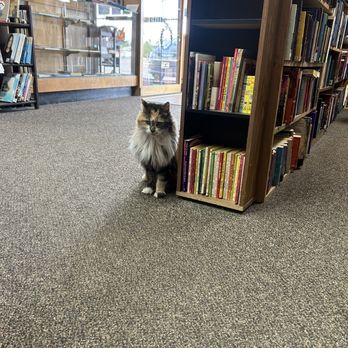 Bookmark - Callie waiting to greet the next customer and get a pet. - Used Bookstore Near Me - Medford, Oregon