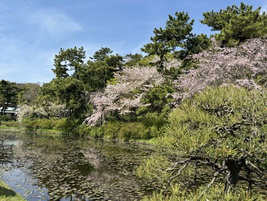Sankeien Garden by null